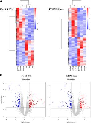 High-Throughput mRNA Sequencing Reveals Potential Therapeutic Targets of Febuxostat in Secondary Injury After Intracerebral Hemorrhage